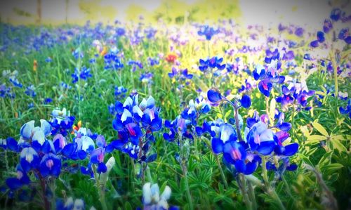 Purple flowers blooming in field