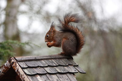 Close-up of squirrel on wood