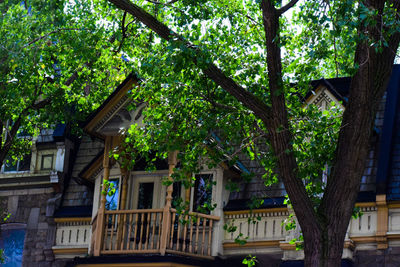 Low angle view of trees and building