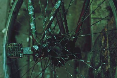 Close-up of wet bicycle by tree