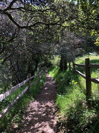 Footpath amidst trees in forest