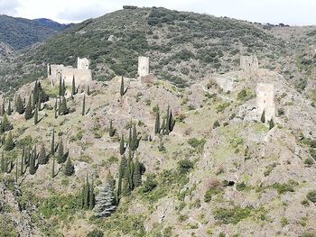 Plants growing on land