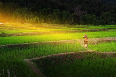 Rear view of woman walking on rice field