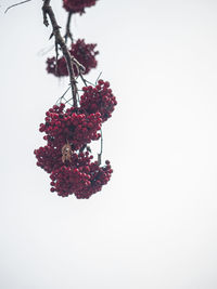 Close-up of red berries against white background