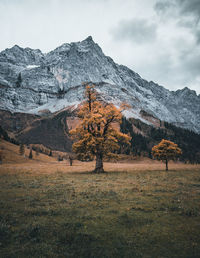 Trees on field against sky