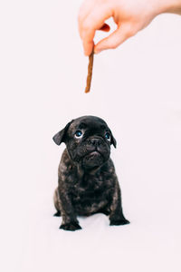 Person holding small dog against white background