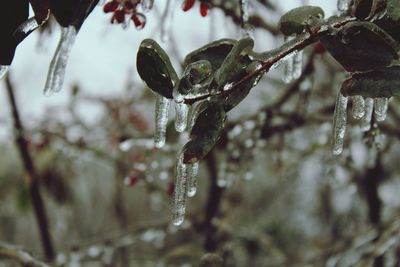 Close-up of water drops on plant