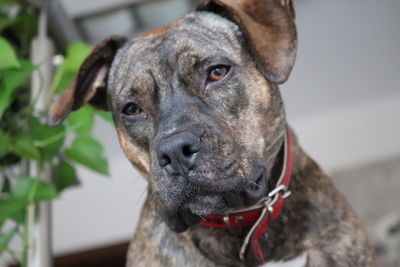 Close-up portrait of dog