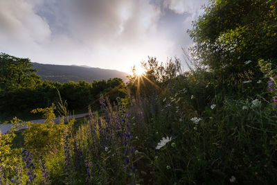 Scenic view of purple flowering plants on field against sky