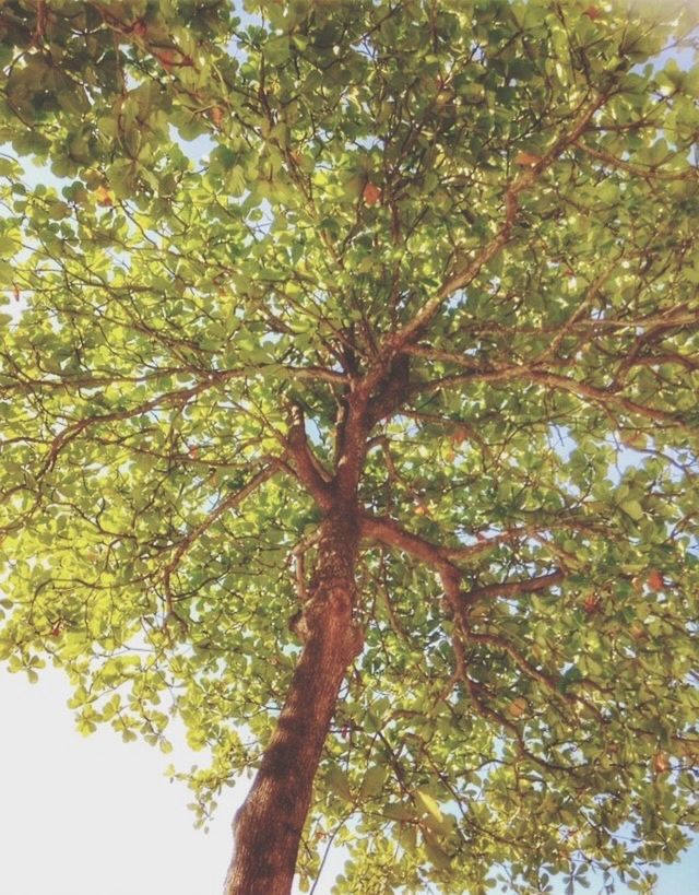 LOW ANGLE VIEW OF FRUIT TREE