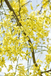 Low angle view of yellow flowering plant