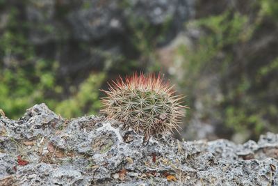 Close-up of cactus plant