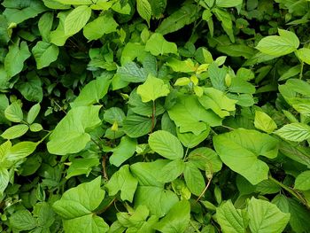 Full frame shot of leaves on field