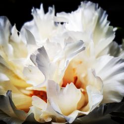 Close-up of white rose flower