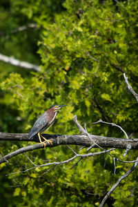 Bird perching on branch