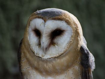 Close-up portrait of a owl