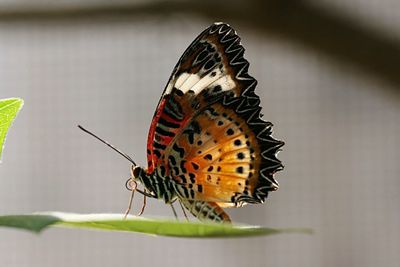 Close-up of butterfly on leaf