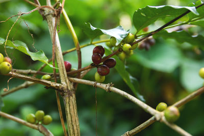 Coffee beans on the bush at plantation