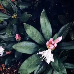 Close-up of pink flowers blooming outdoors