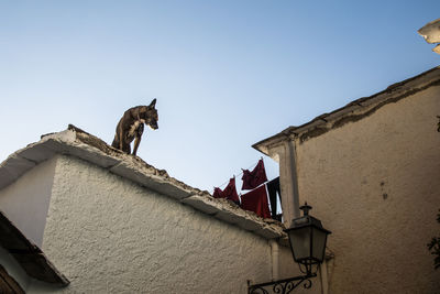 Low angle view of dog standing on house rooftop