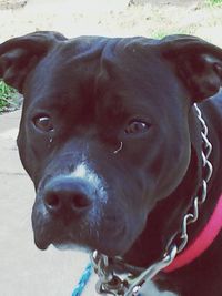 Close-up portrait of a dog