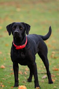 Portrait of black labrador on grassy field