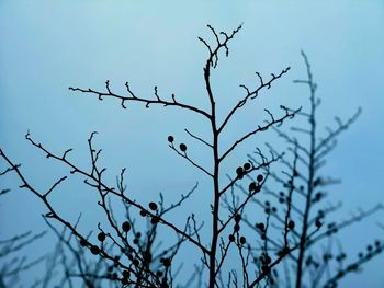 Low angle view of bird on branch against sky