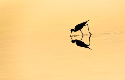 Silhouette bird on lake