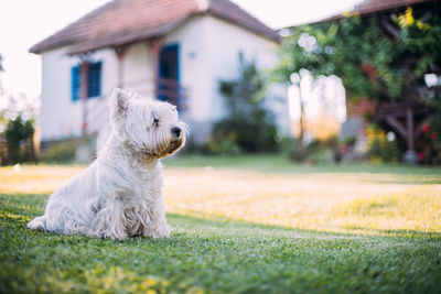 View of a dog looking away