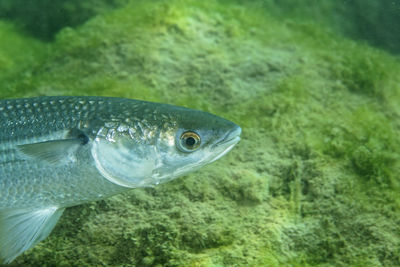 Underwater view of the thinlip mullet from skradinski buk, krka national park