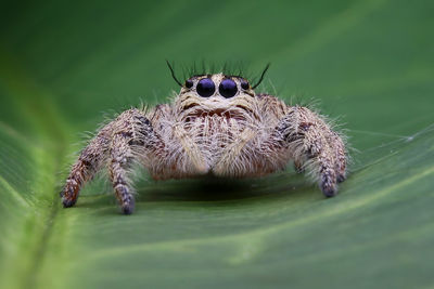 Close-up of spider