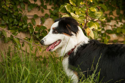 Close-up of dog looking away