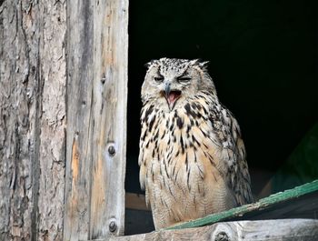 Close-up of owl perching on wooden post