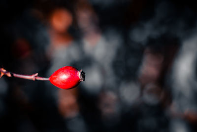 Close-up of red berries growing on plant