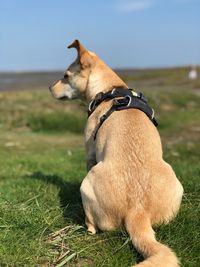 View of a dog on field