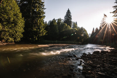 Scenic view of river amidst trees against sky