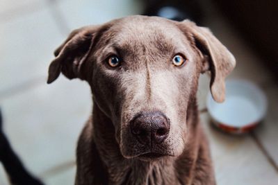 Close-up portrait of dog