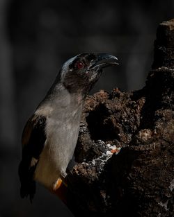 A dark potrait of himalayan treepie 