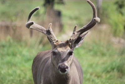 Portrait of deer on field