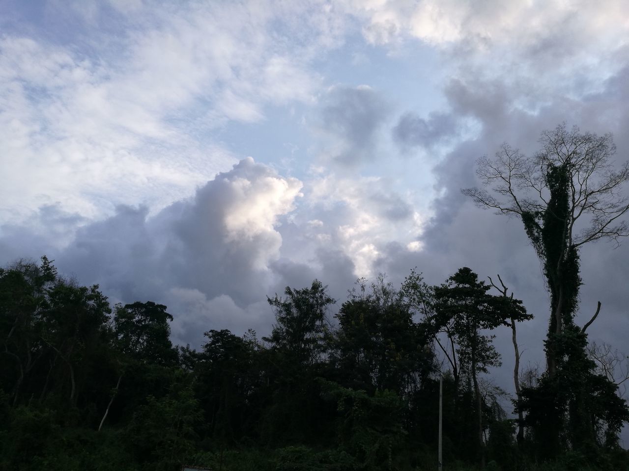 SILHOUETTE OF TREES AGAINST CLOUDY SKY