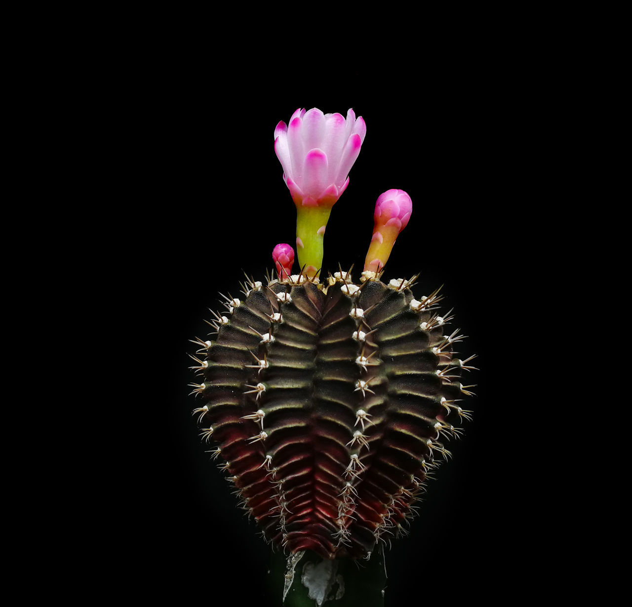 CLOSE-UP OF PINK FLOWER