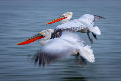 Close-up of pelican swimming in lake