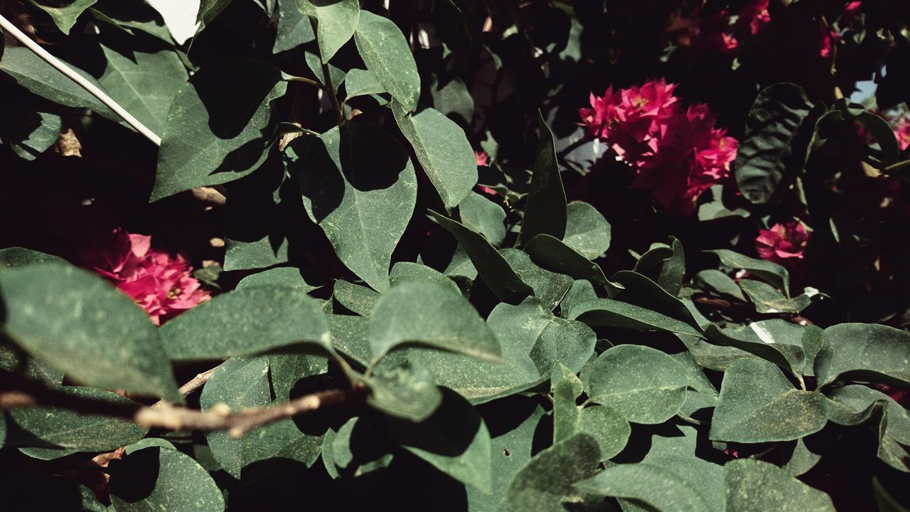 HIGH ANGLE VIEW OF RED FLOWERING PLANTS