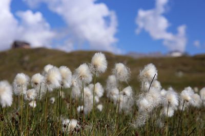 Close-up of flowers growing in field