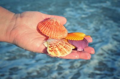 Close-up of hand holding seashells at beach