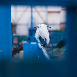 Seagull flying