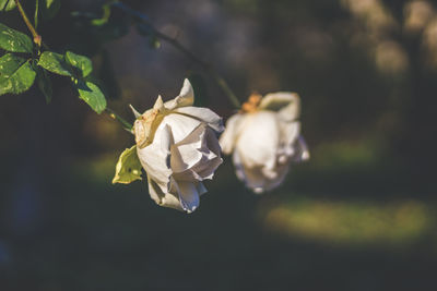 Close-up of flowers blooming outdoors