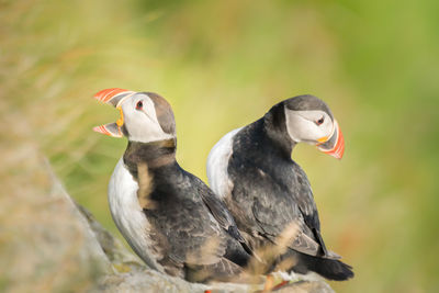 Close-up of birds perching