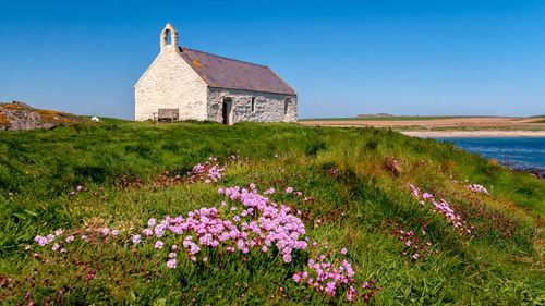 Flowers growing in field against clear sky