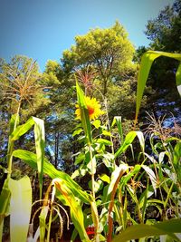 Close-up of yellow flowers against sky